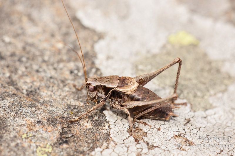 Pholidoptera griseoaptera ♂ - CH, TI, Mt. Tamaro, 30.09.2010