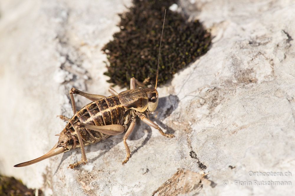 Anonconotus sibyllinus ♀ - IT, Marken, Sibyllini-Gebirge, 09.10.2014