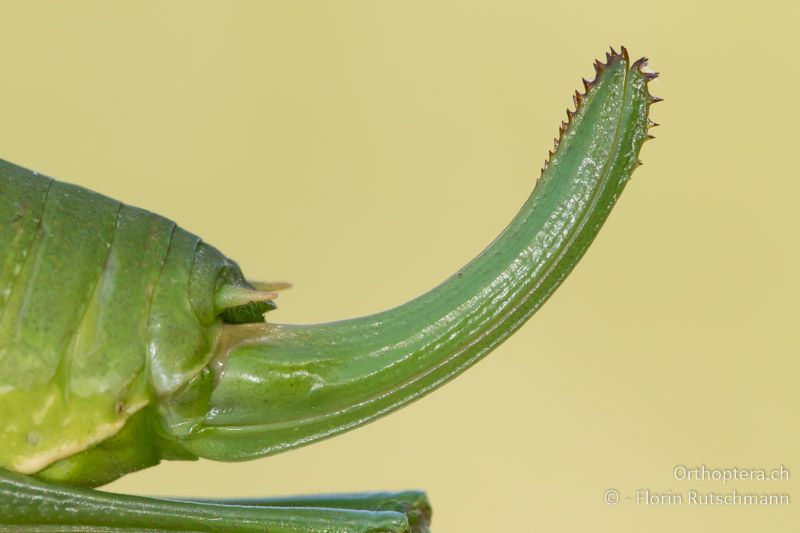 Legeröhre Isophya modesta ♀ - AT, Burgenland, Rohrbach bei Mattersburg, 05.07.2016