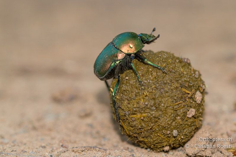 Pillendreher, Green Dung Beetle (Garreta cf. nitens) - SA, Limpopo, Mutale, Pafuri River Camp, 04.01.2015