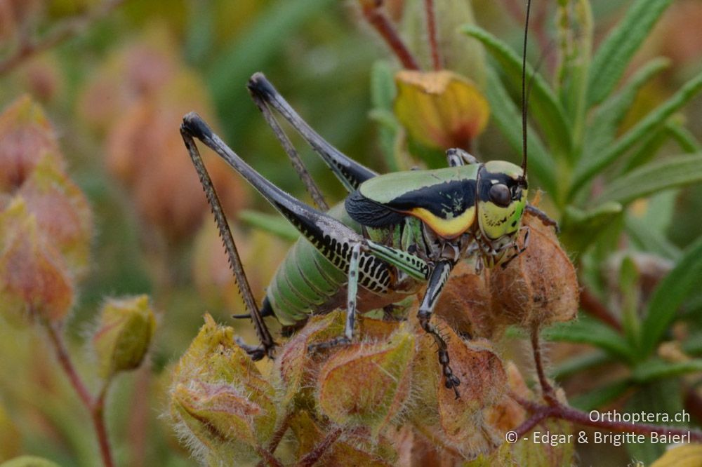 Das prächtige Eupholidoptera schmidti ♂ war bereits erwachsen - HR, Istrien, Premantura, Gornji Kamenjak, 20.06.2016