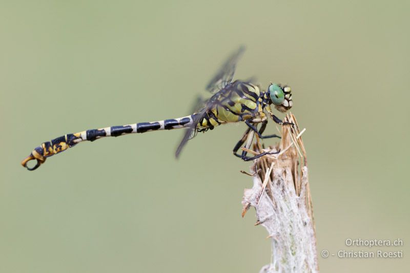 Kleine Zangenlibelle ♂ (Onychogomphus forcipatus) ♂ - GR, Zentralmakedonien, Vironia, 08.07.2013