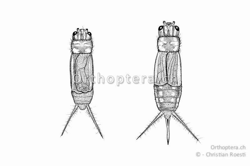 Körper von ♂ (links) und ♀ (rechts) von oben von Pteronemobius lineolatus. Die Flügel erreichen beim ♂ ca. 3/4 beim ♀ ca. 1/2 des Hintereibs.