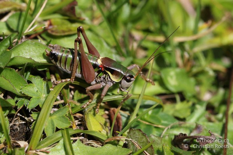 Anonconotus italoaustriacus ♂ - AT, Kärnten, Grossglockner Nationalpark, Heiligenblut, 21.09.2016