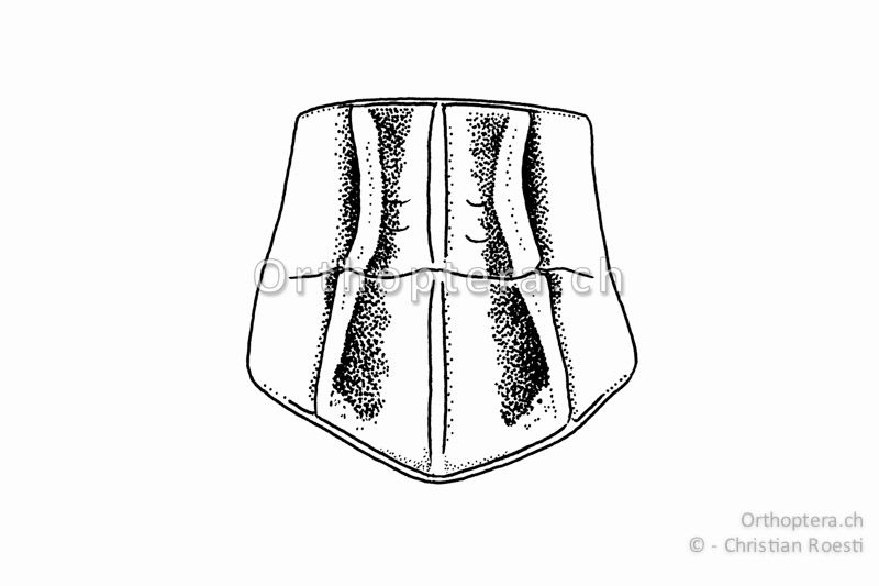 Halsschild von Stenobothrus stigmaticus ♀ von oben. Die Halsschild-Seitenkiele sind bei diesem Individuum etwas stärker nach innen gebogen.