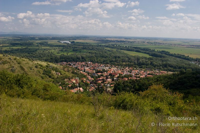 Gebüschreiche Trockenwiese - HU, Borsod-Abaúj-Zemplén, Tokaj, 31.07.2007