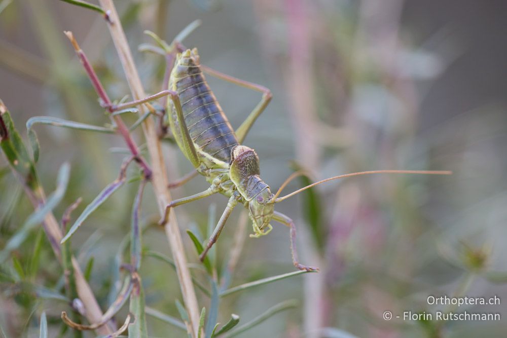 Ephippiger ruffoi ♂ - IT, Marken, Sibyllini-Gebirge, 29.09.2014