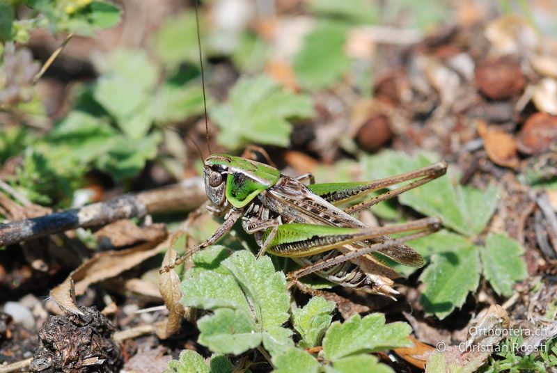 Montana montana ♂ - AT, Niederösterreich, Pischelsdorfer Wiesen, 29.06.2008
