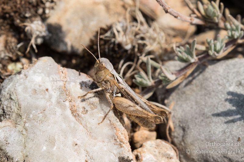Omocestus petraeus ♀ - GR, Westmakedonien, Akrini, 14.07.2017