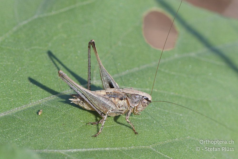 Decorana incerta ♂- BG, Blagoewgrad, Ribnik an der Struma, 13.07.2018