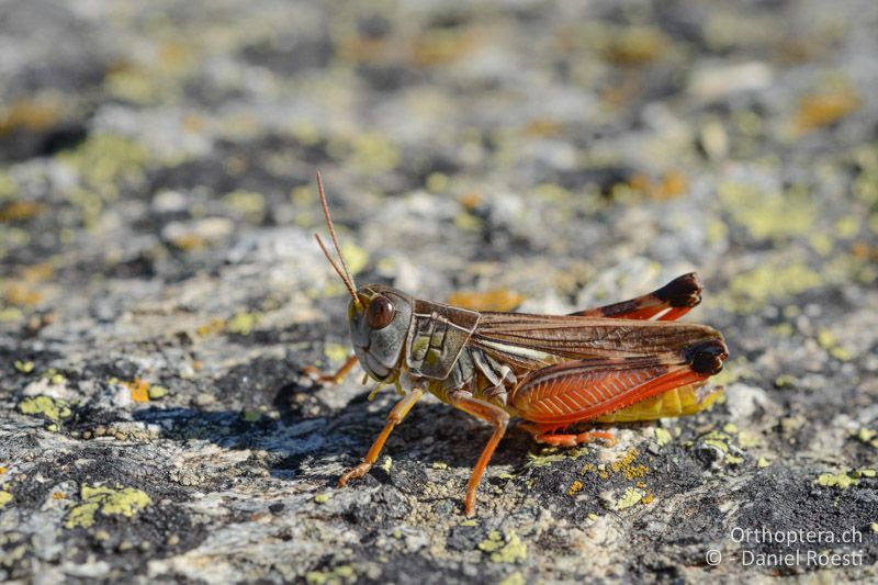 Arcyptera micrpotera ♂ - GR, Westmakedonien, Mt. Varnous, Pisoderi, 12.07.2017