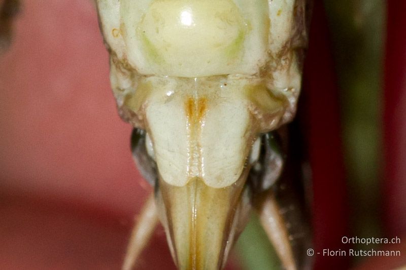 Subgenitalplatte von Platycleis grisea ♀. Die Seiten der Subgenitalplatte laufen gegen das Ende nur leicht zusammen. Die Seitenskleritte sind an der Basis mit der Subgenitalplatte verwachsen (auf diesem Bild sehr gut erkennbar) - CH, TI, Mugena, 21.08.2011