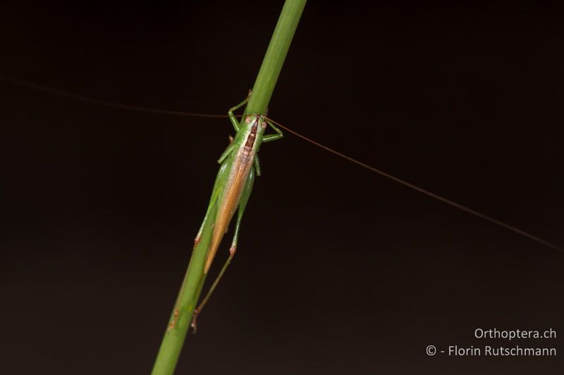 Conocephalus fuscus ♀ - GR, Zentralmakedonien, Methoni, 01.07.2013