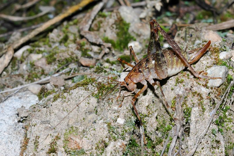 Troglophilus neglectus ♀ - IT, Trentino, Rovereto, 29.09.2006