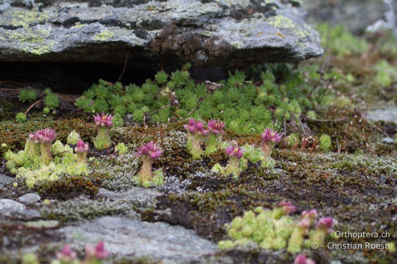 Mikrohabitat. Moos- und Hauswurzpolster - CH, VS, Riederalp, 11.06.2011