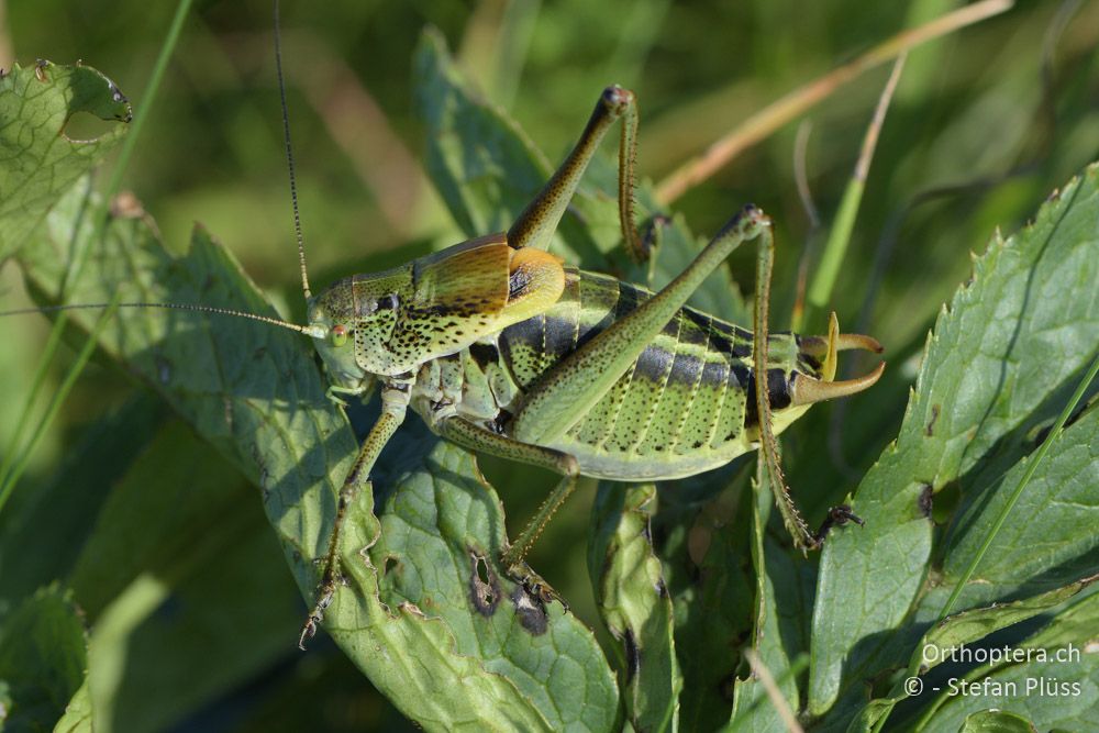 ♂ von Polysarcus denticauda - HR, Istrien, Mala Učka, 22.06.2016