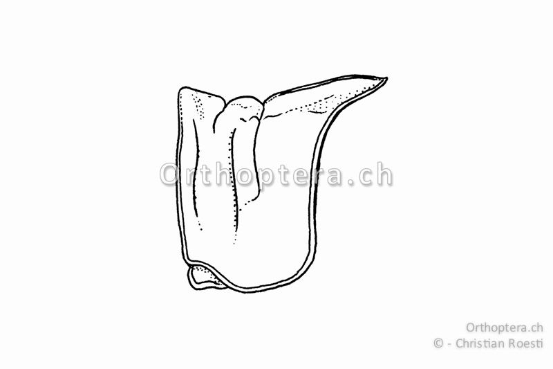 Halsschild von Acrotylus patruelis. Der Mittekiel wird von zwei Nähten durchtrennt.