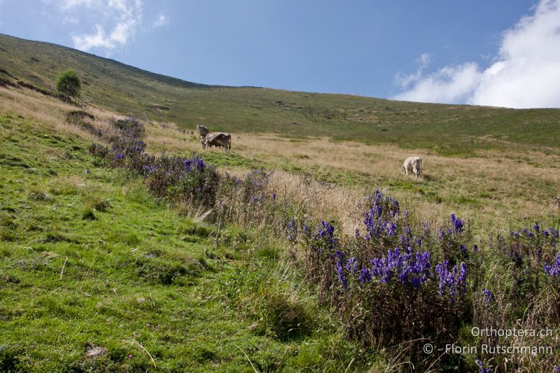 Rinder- und Ziegenweide mit hochwüchsigem Altgras - CH, TI, Mt. Magno, 22.08.2011