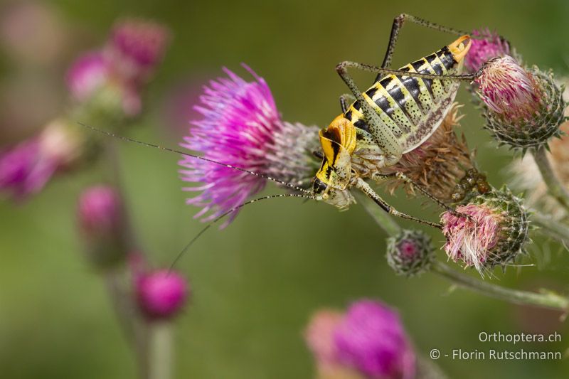 Poecilimon ornatus ♂ - GR, Zentralmakedonien, Mt. Vrondous, 28.07.2012