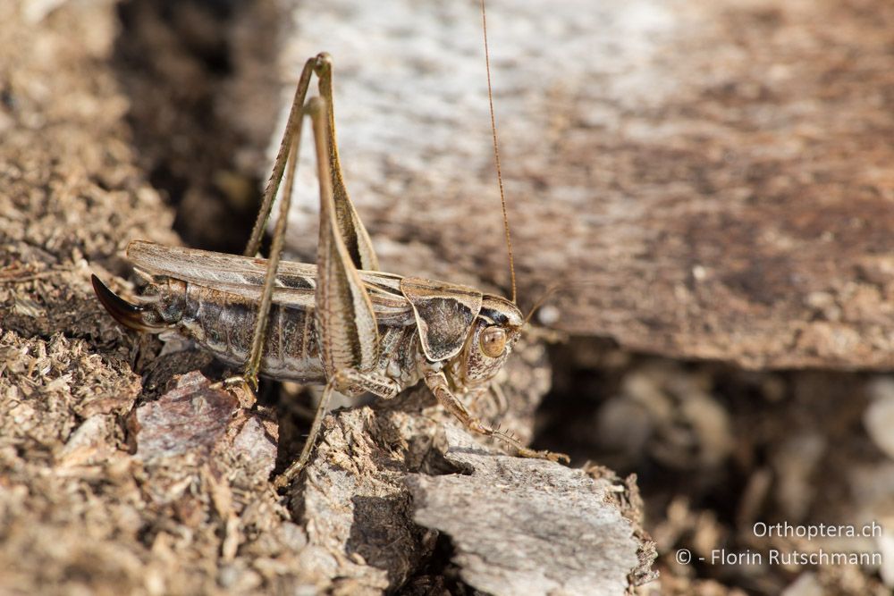 Tessellana tessellata ♀ - IT, Marken, Mt. Catria, 27.09.2014