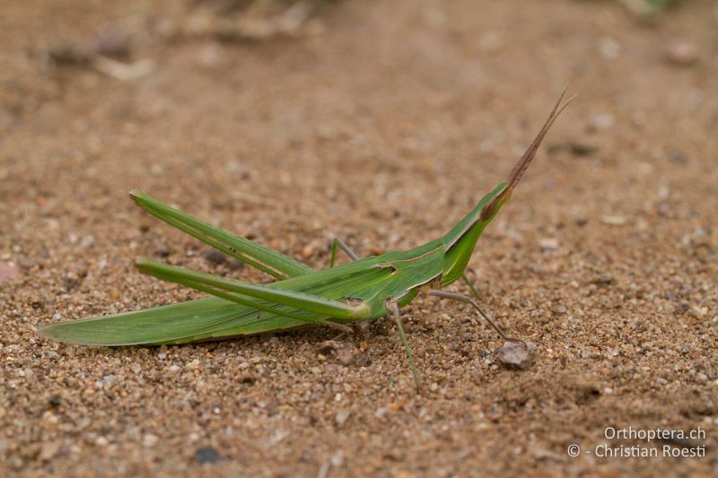 Acrida ungarica ♀ - FR, Var, Fréjus, 25.09.2014