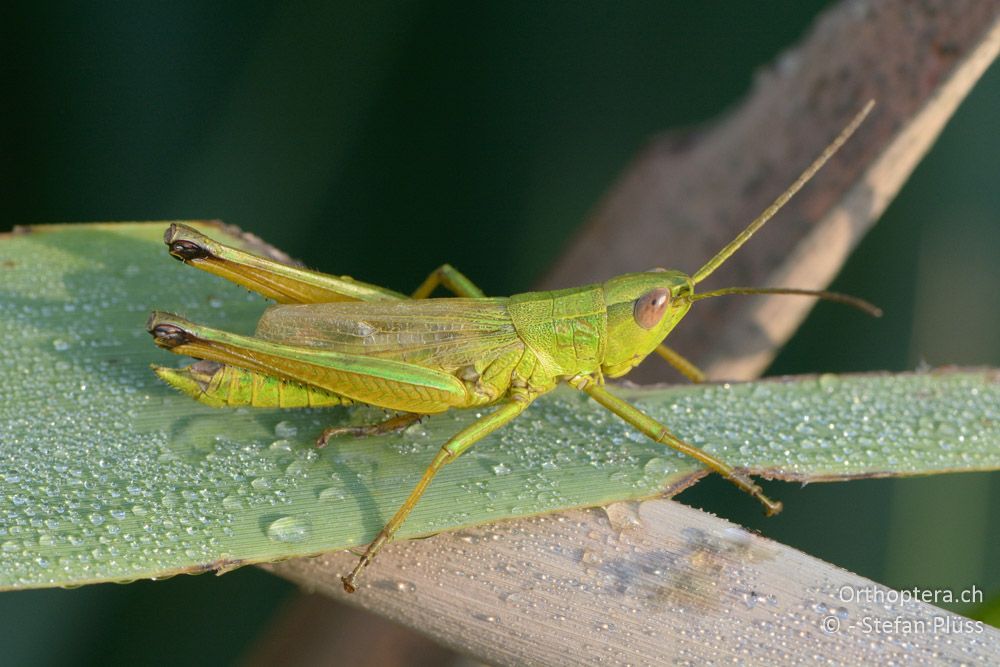 Chrysochraon dispar giganteus ♂ - HR, Istrien, Bijele Zemljel, 25.07.2015