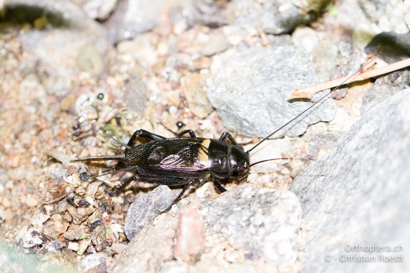 Gryllus bimaculatus ♂ - FR, Var, Fréjus, 24.09.2014