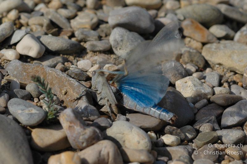 Sphingonotus caerulans ♀. In manchen Jahren sieht man relativ viele Individuen, die ständig mit den Flügeln flattern und dabei versuchen sich zu kratzen. Vermutlich führt Parasitenbefall zu Juckreiz - FR, Drôme, Recoubeau, 02.09.2007