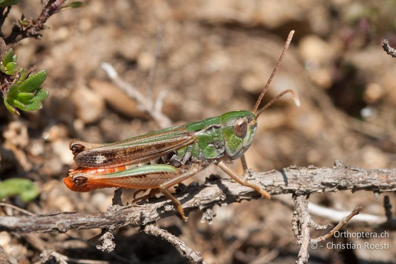 Stenobothrus nigromaculatus ♂. Das Medialfeld erreicht das dritte Drittel des Flügels - FR, Pyrénées-Orientales, Latour-de-Carol, 12.08.2009