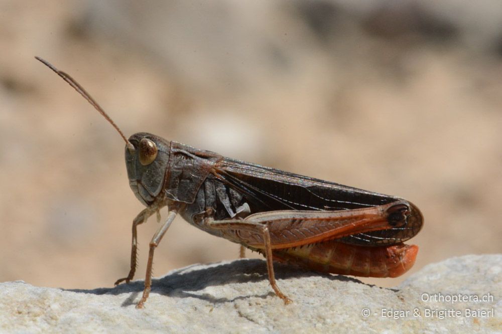 Achtung, Mädels in Sicht! Stenobothrus rubicundulus ♂ - HR, Istrien, Skitača, 24.06.2016