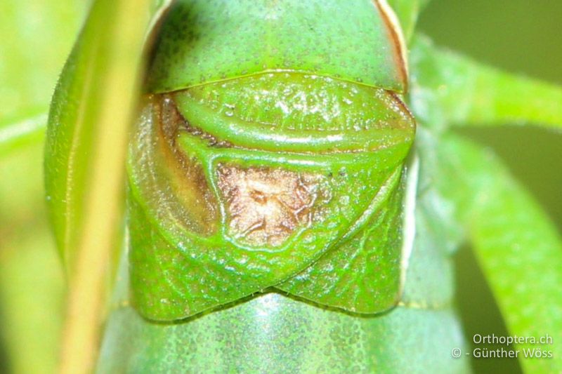 Linker Vorderflügel von Isophya costata ♂ - AT, Niederösterreich, Pischelsdorf, 26.06.2014