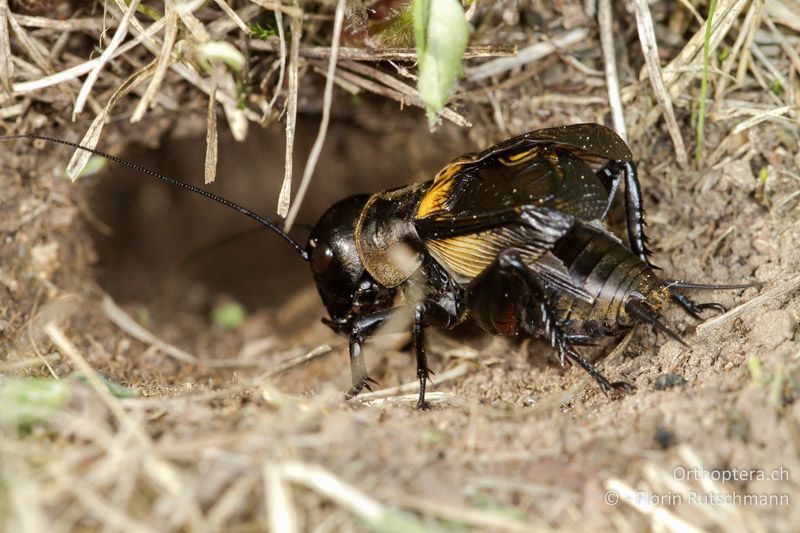 Gryllus campestris ♂ - CH, AG, Untersiggenthal, 28.04.2012