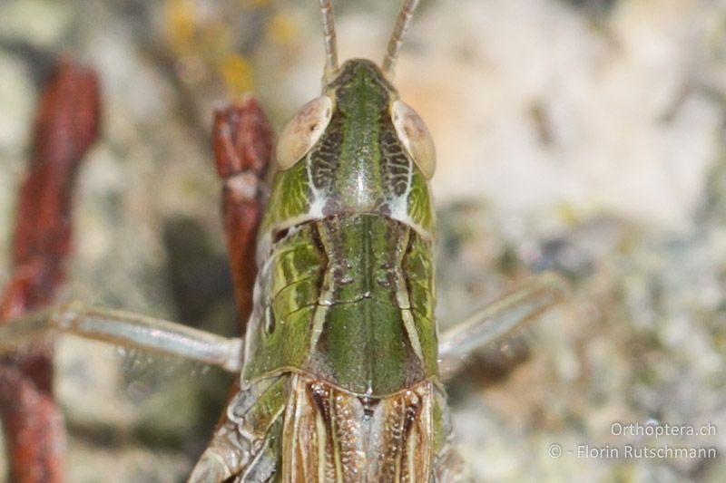 Halsschild von Stenobothrus nigromaculatus ♂ - GR, Westmakedonien, Mt. Varnous, 20.07.2012
