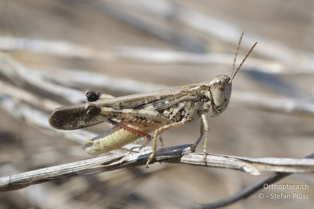 Aiolopus_thalassinus ♂- BG, Blagoewgrad, Ribnik an der Struma, 13.07.2018
