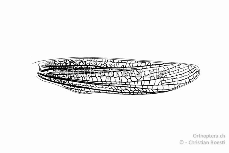 Linker Vorderflügel von Chorthippus apricarius ♀. Auch beim ♀ ist das Medialfeld erweitert. Es ist allerdings nicht regelmässig quer geädert, sondern netzartig.
