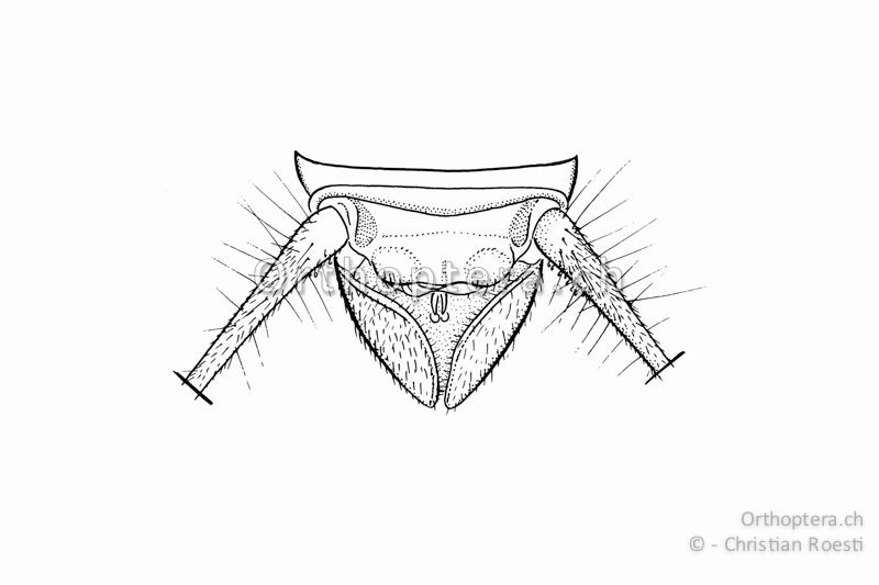 Hinterleibsende von Gryllomorpha dalmatina ♂ von oben. Die Subgenitalplatte ist wie ein Schiffsbug geformt und weist in der Mitte einen Schlitz auf. Im Schiffsbug versteckt schaut die Spitze der Genitalia hervor.