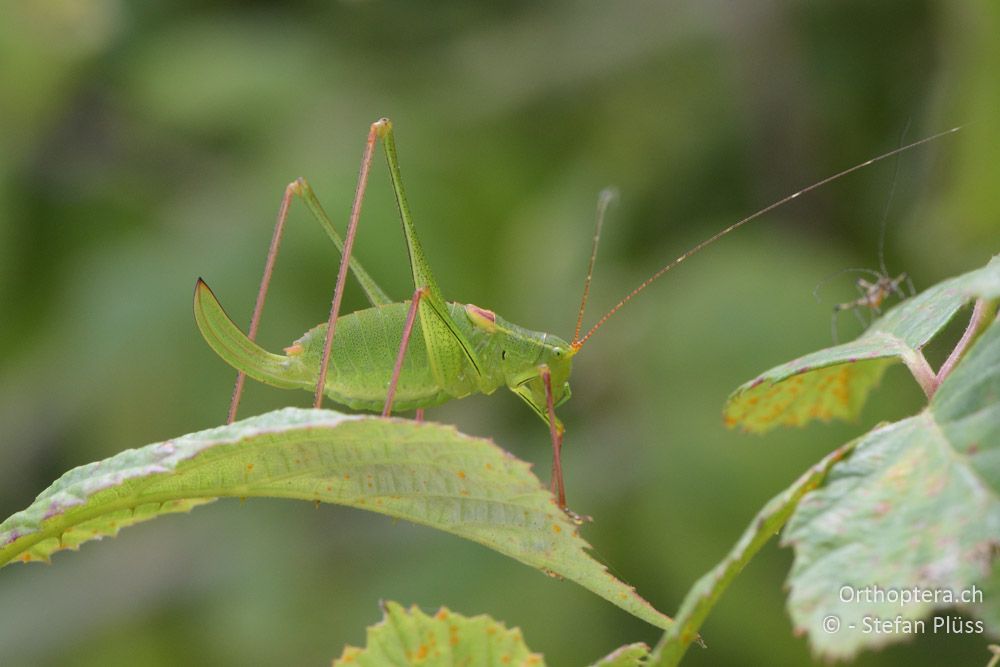 ♀ von Leptophyes laticauda - HR, Istrien, Rebići, 19.06.2016