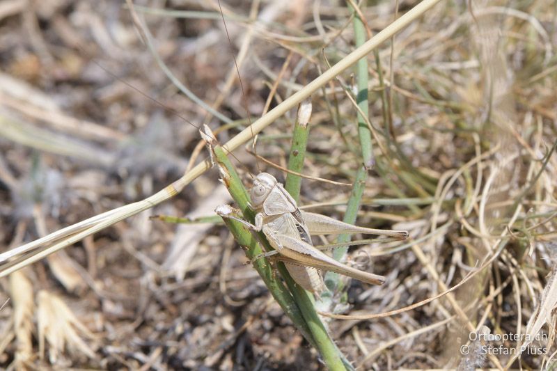 Tessellana nigrosignata ♂ - GR, Westmakedonien, Xino Nero, 10.07.2017