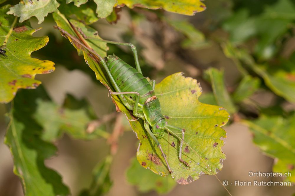 Ephippiger perforatus ♀ - IT, Marken, Fabriano, 06.10.2014