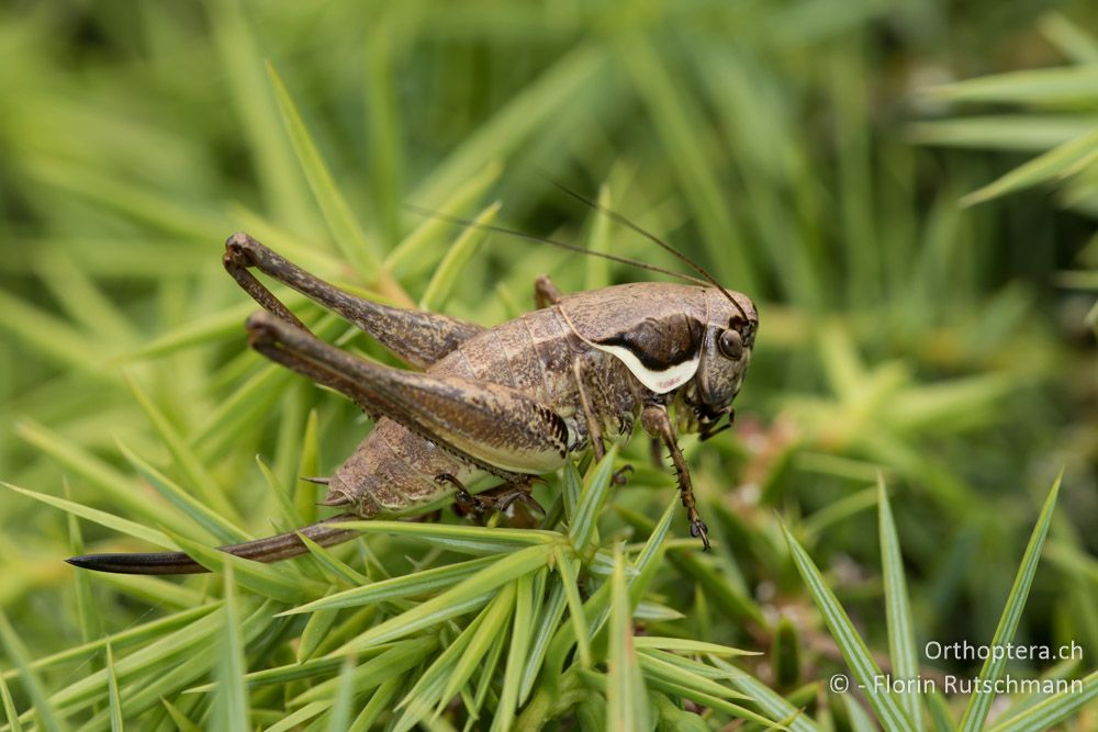 Pholidoptera femorata ♀ - GR, Mittelgriechenland, Mt. Giona, 09.06.2015