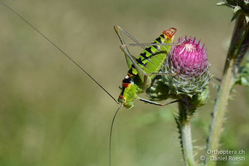 Poecilimon thoracicus ♂ - GR, Zentralmakedonien, Mt. Vrondous, Skistation, 09.07.2017