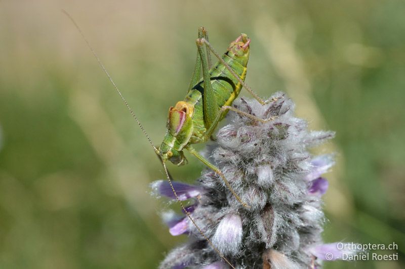Poecilimon ebeneri ♂ - GR, Westmakedonien, Mt. Varnous, Pisoderi, 12.07.2017