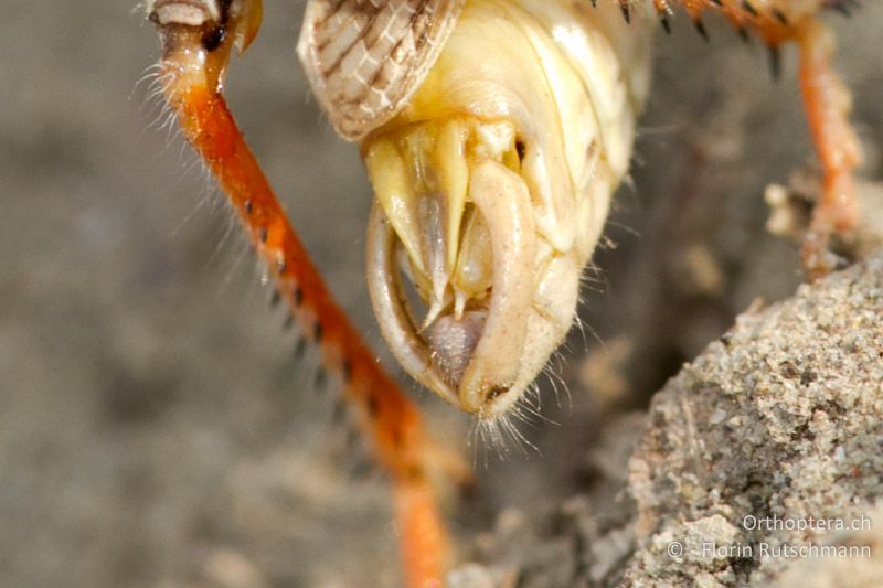Hinterleibsende von Calliptamus barbarus ♂. Der Genitalapparat mit den starken Cerci und der abgerundeten Genitalkapuze ist gut zu sehen - GR, Thessalien, Meteora, 15.07.2011