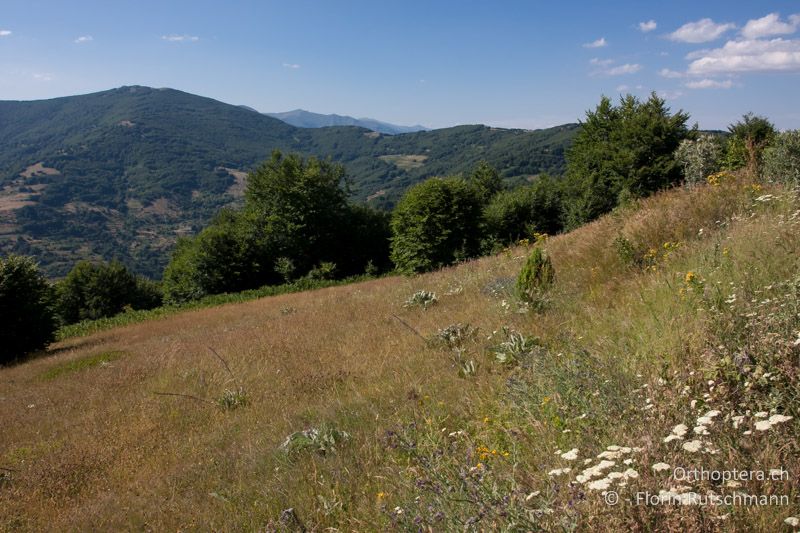 Wüchsige Bergwiese mit Gebüschgruppen und angrenzenden Buchenwälder auf 1580 m ü.M. - GR, Westmakedonien, Vernon-Gebirge, 18.07.2011