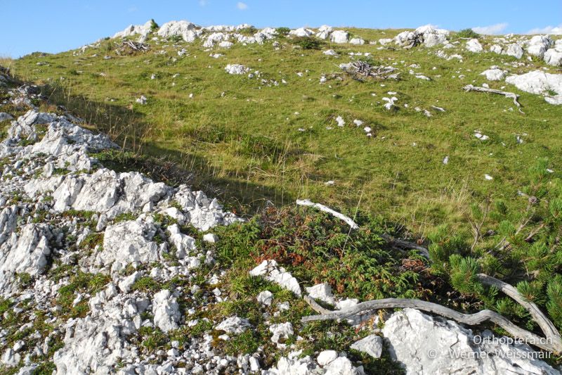 Bergwiesen mit vegetationslosen Stellen - AT, Kärnten, 11.8.2013