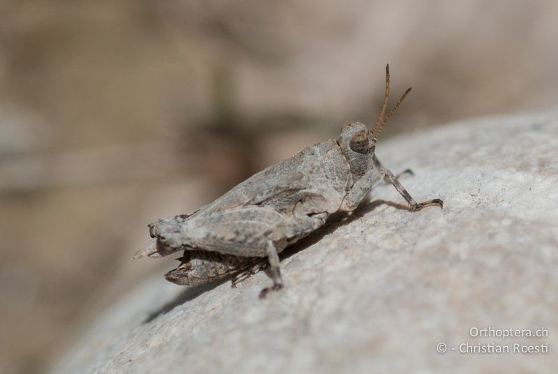 Tetrix tuerki ♂ - FR, Drôme, Lus-la-Croix-Haute, 25.05.2009