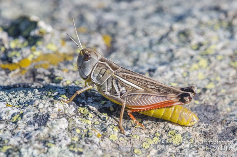 Arcyptera microptera ♀ - GR, Westmakedonien, Pisoderi, 12.07.2017