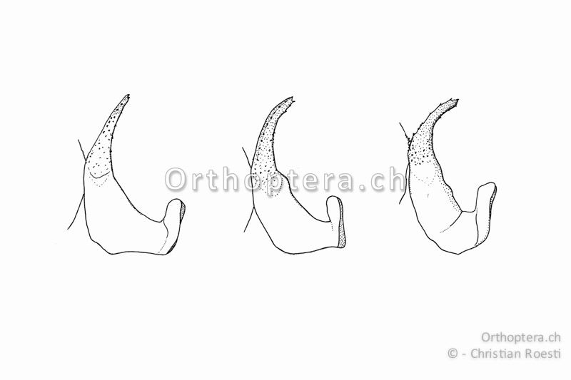 Drei verschiedene rechte Titillatoren von Platycleis albopunctata ♂. Von links nach rechts stammen die Tiere aus: Katalonien (ES), Avignon (FR) und Genf (CH).