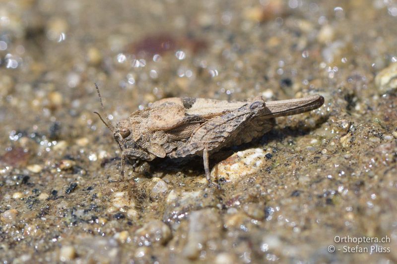 Eingedrückte Dornschrecke (Tetrix depressa) ♀ - GR, Westmakedonien, Kratero, 11.07.2017