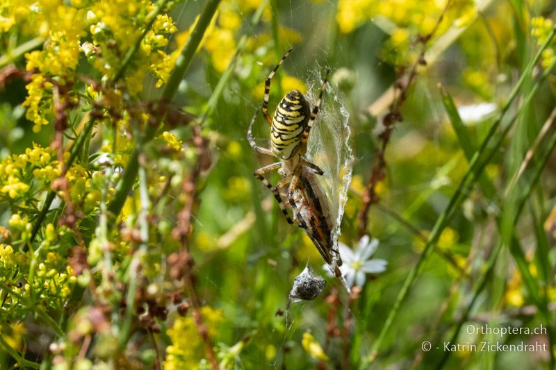 Ins Netz gegangen: Argiope bruennichi mit Euchorthippus declivus - BG, Blagoevgrad, Waldlichtung vor Raslog bei Bansko, 14.07.2018